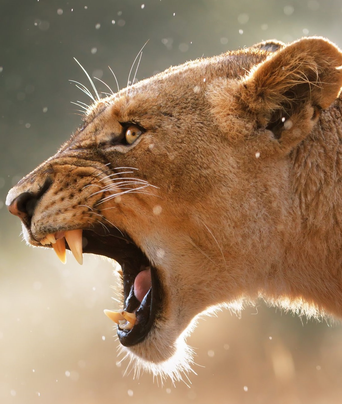 A lioness roaring